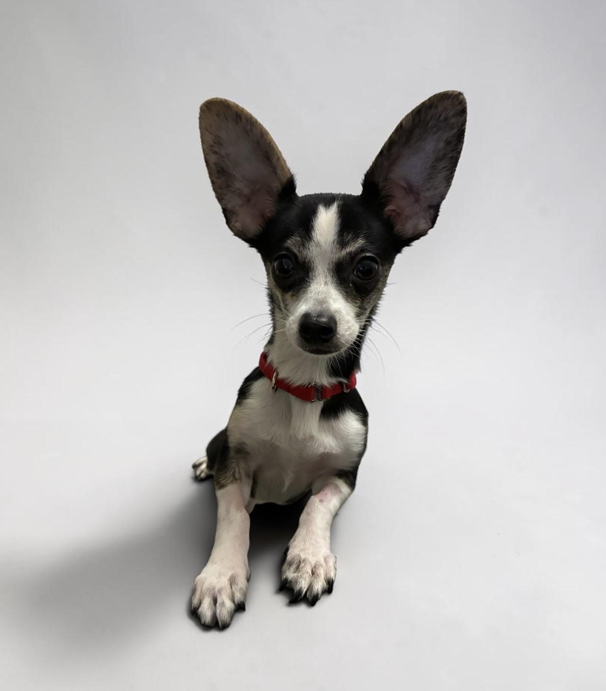 Enlarge Radar, a ADOPTABLE mixed breed in Yonkers, NY image 1/2