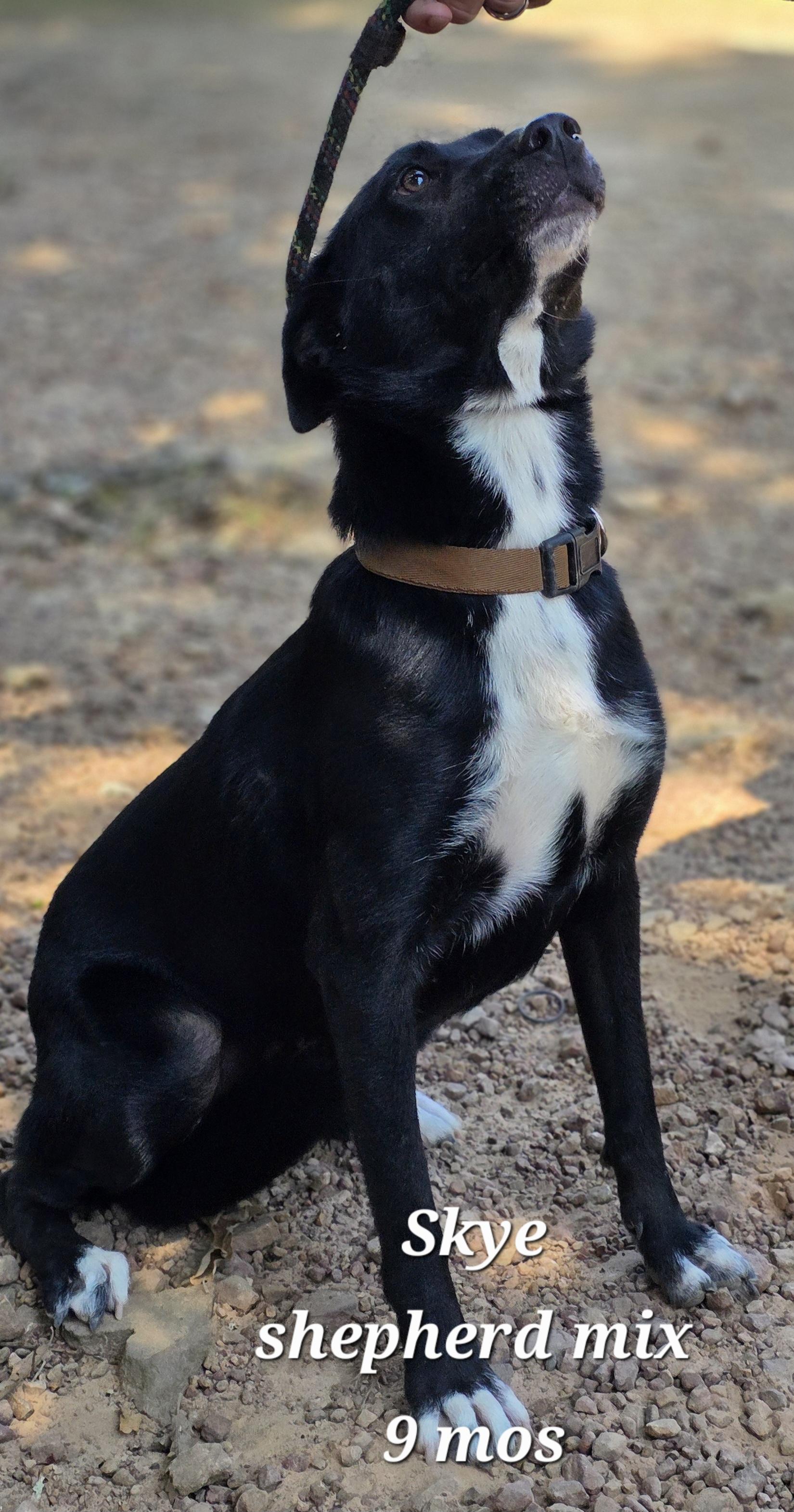Skye, a Adoptable mixed breed in Warren, RI image 1/5