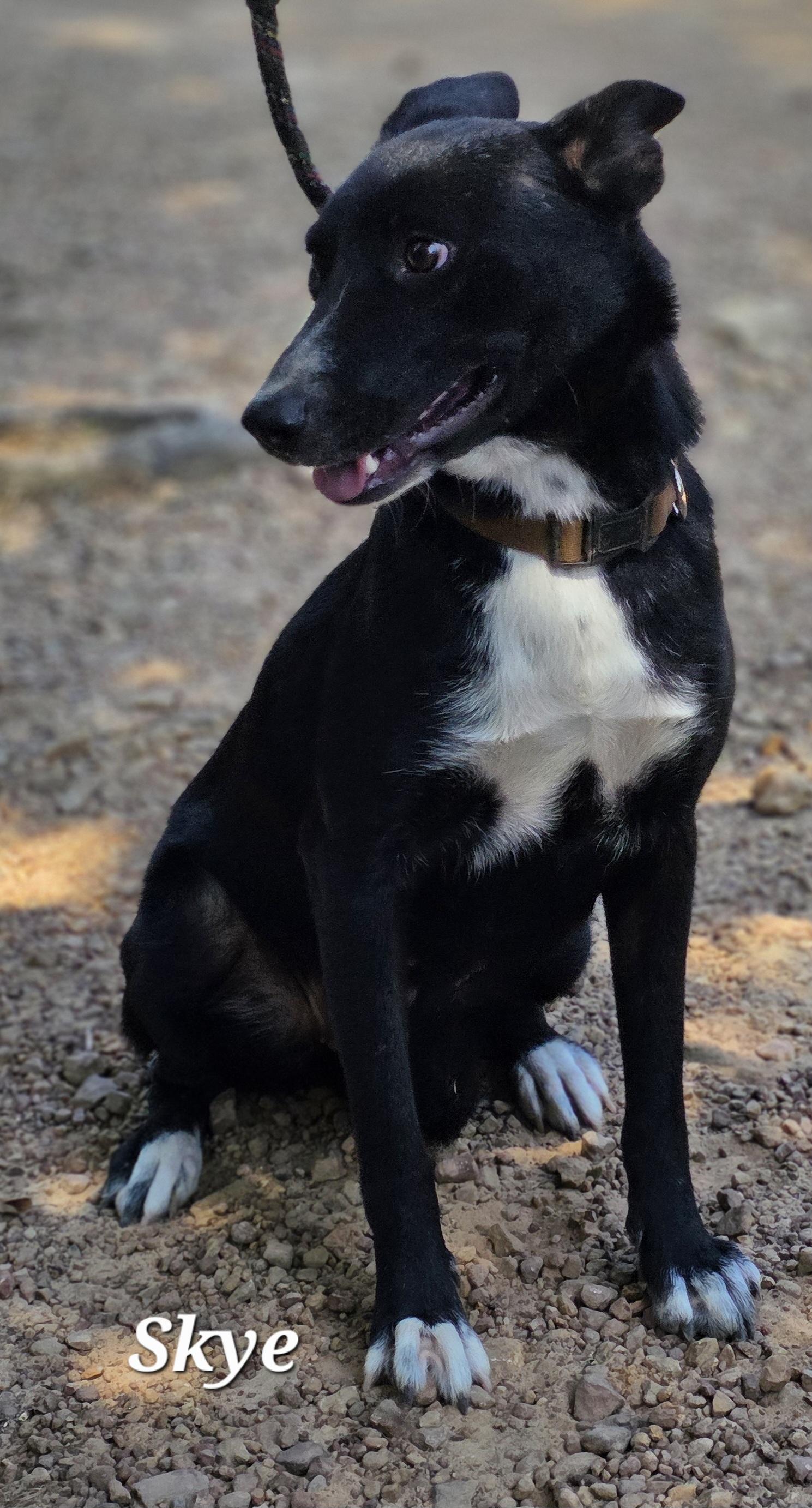Skye, a Adoptable mixed breed in Warren, RI image 3/5
