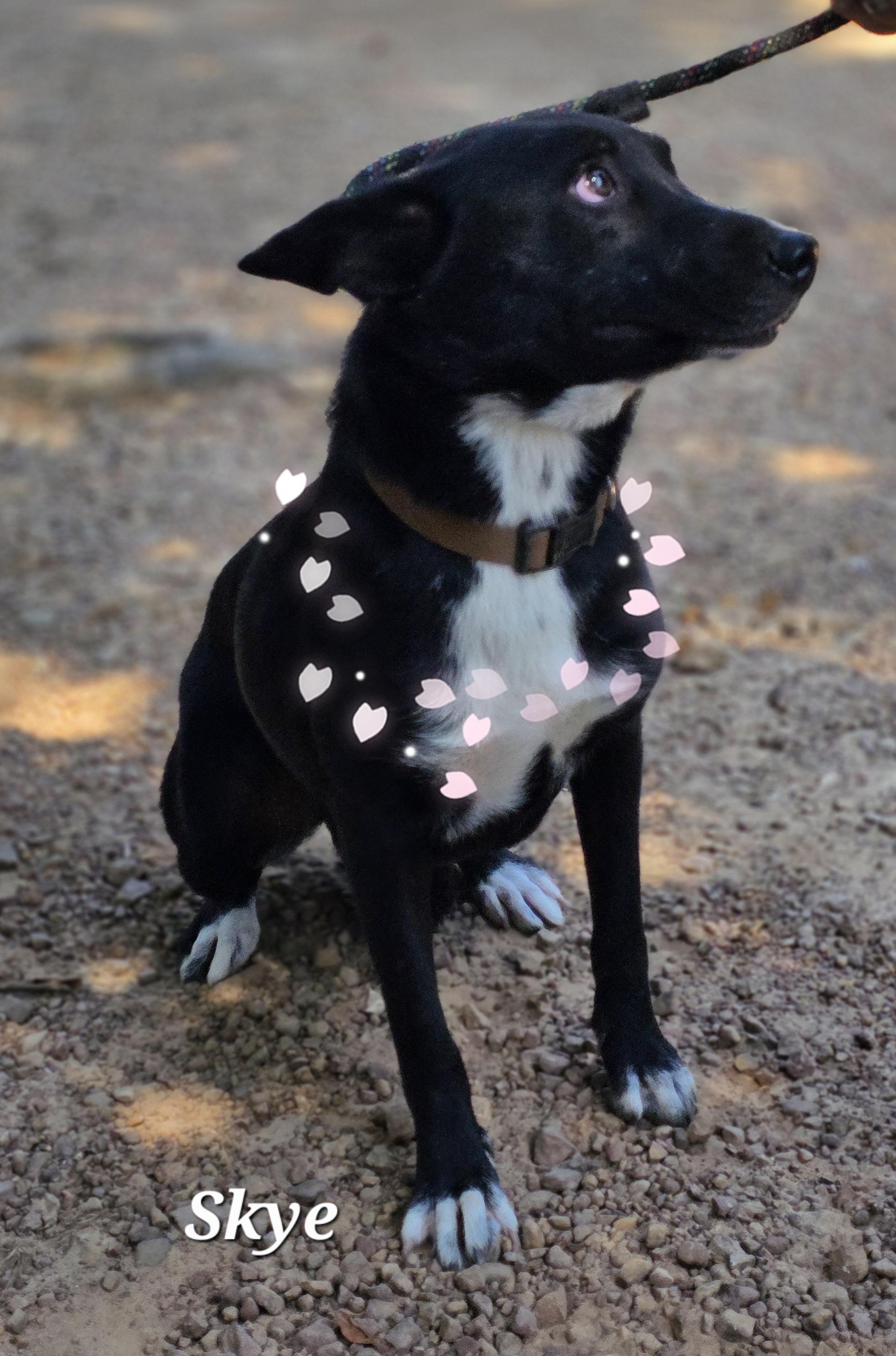 Skye, a Adoptable mixed breed in Warren, RI image 5/5