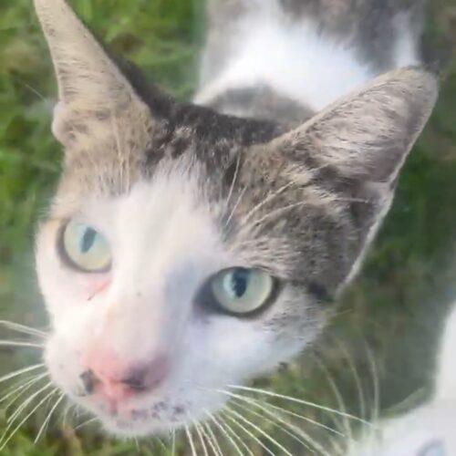 Annabel, Adopted, Kitten Female Domestic Short Hair.