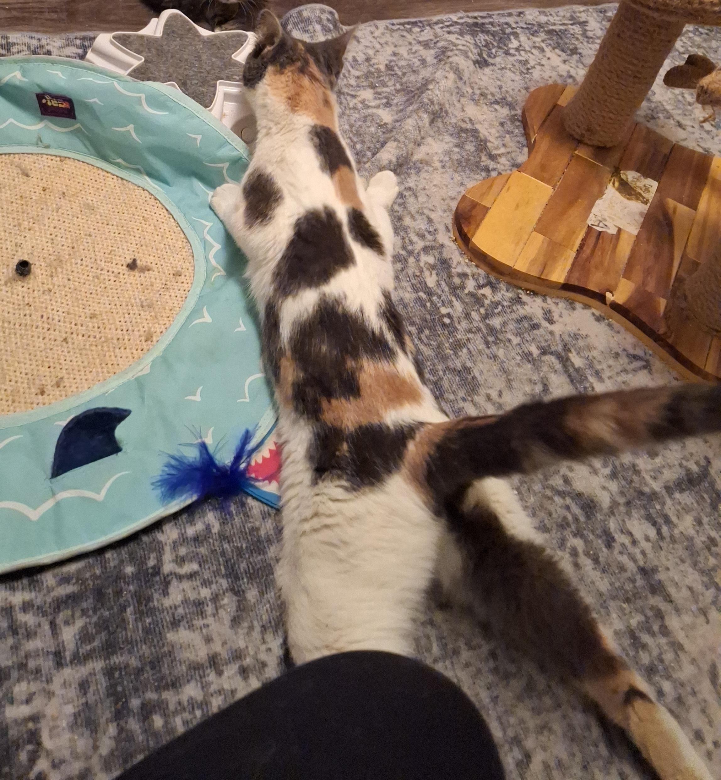 Enlarge Wobbles (Courtesy Post), a ADOPTABLE Domestic Short Hair in Arlington, WA image 2/4