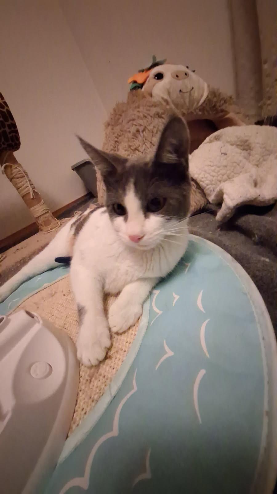 Enlarge Wobbles (Courtesy Post), a ADOPTABLE Domestic Short Hair in Arlington, WA image 4/4