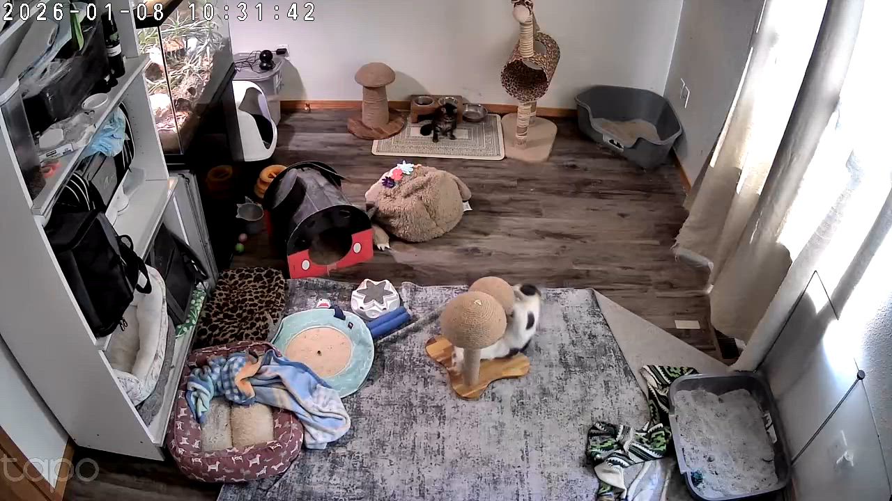 Enlarge Wobbles (Courtesy Post), a ADOPTABLE Domestic Short Hair in Arlington, WA video 3/4