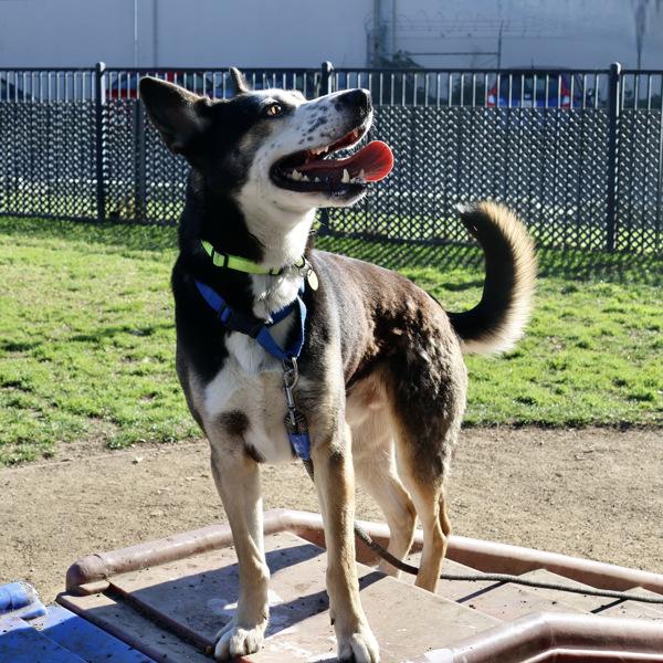 Freckles, Adoptable, Adult Male German Shepherd Dog & Border Collie.