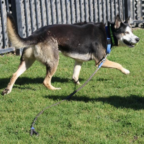 Enlarge Freckles, a Adoptable mixed breed in Oakland, CA image 2/6