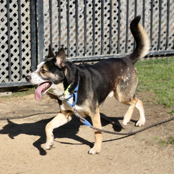 Enlarge Freckles, a Adoptable mixed breed in Oakland, CA image 3/6