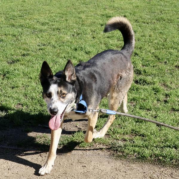 Enlarge Freckles, a Adoptable mixed breed in Oakland, CA image 5/6