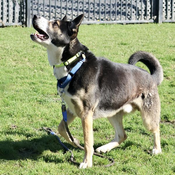 Enlarge Freckles, a Adoptable mixed breed in Oakland, CA image 6/6
