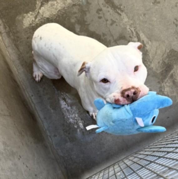 SUN, Adoptable, Adult Male Pit Bull Terrier.