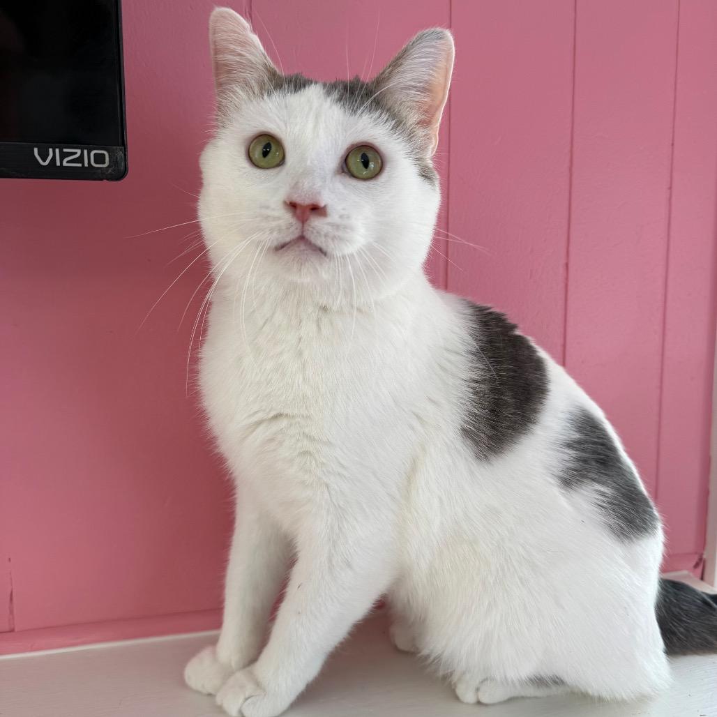 Enlarge Wonka, a Adoptable Domestic Short Hair in Granville, OH image 1/5