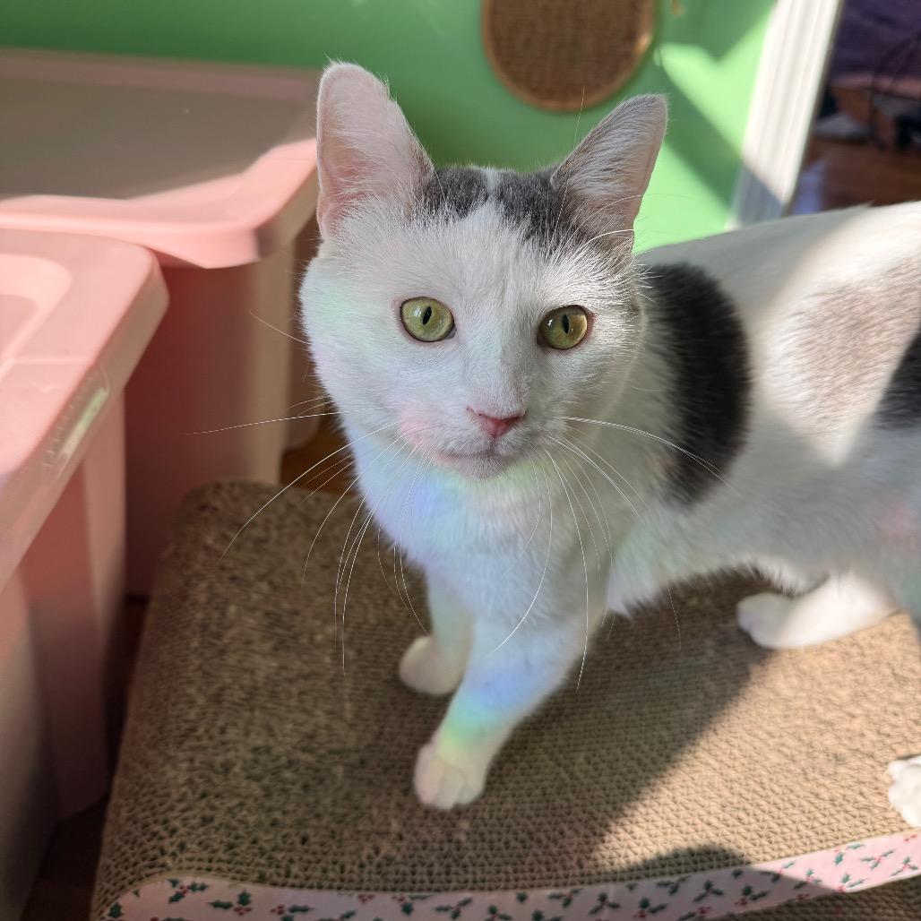 Enlarge Wonka, a Adoptable Domestic Short Hair in Granville, OH image 5/5