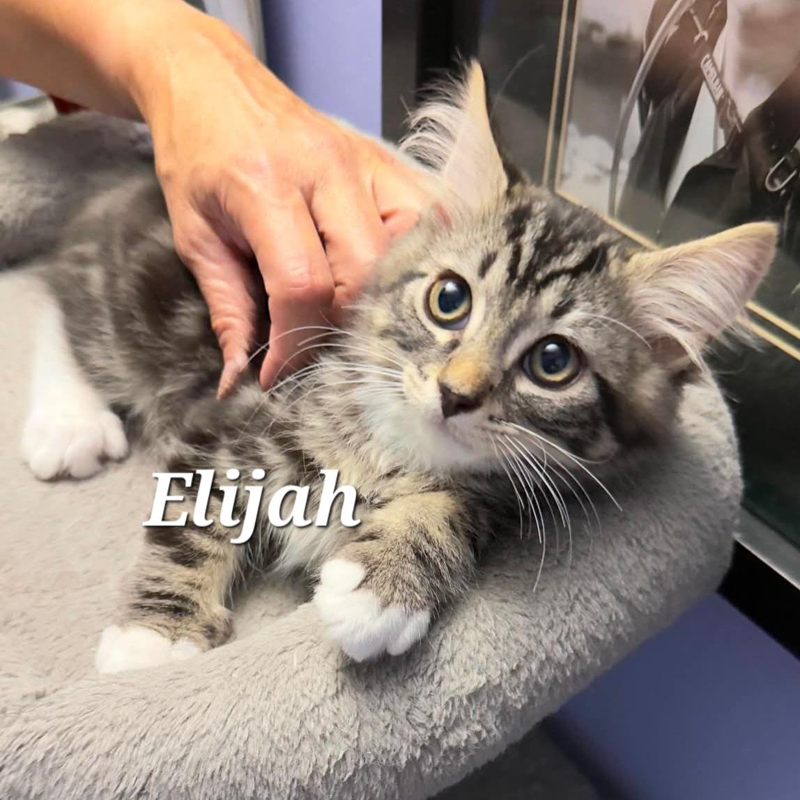 Enlarge Elijah, a ADOPTABLE Domestic Medium Hair in Vancouver, BC image 1/1