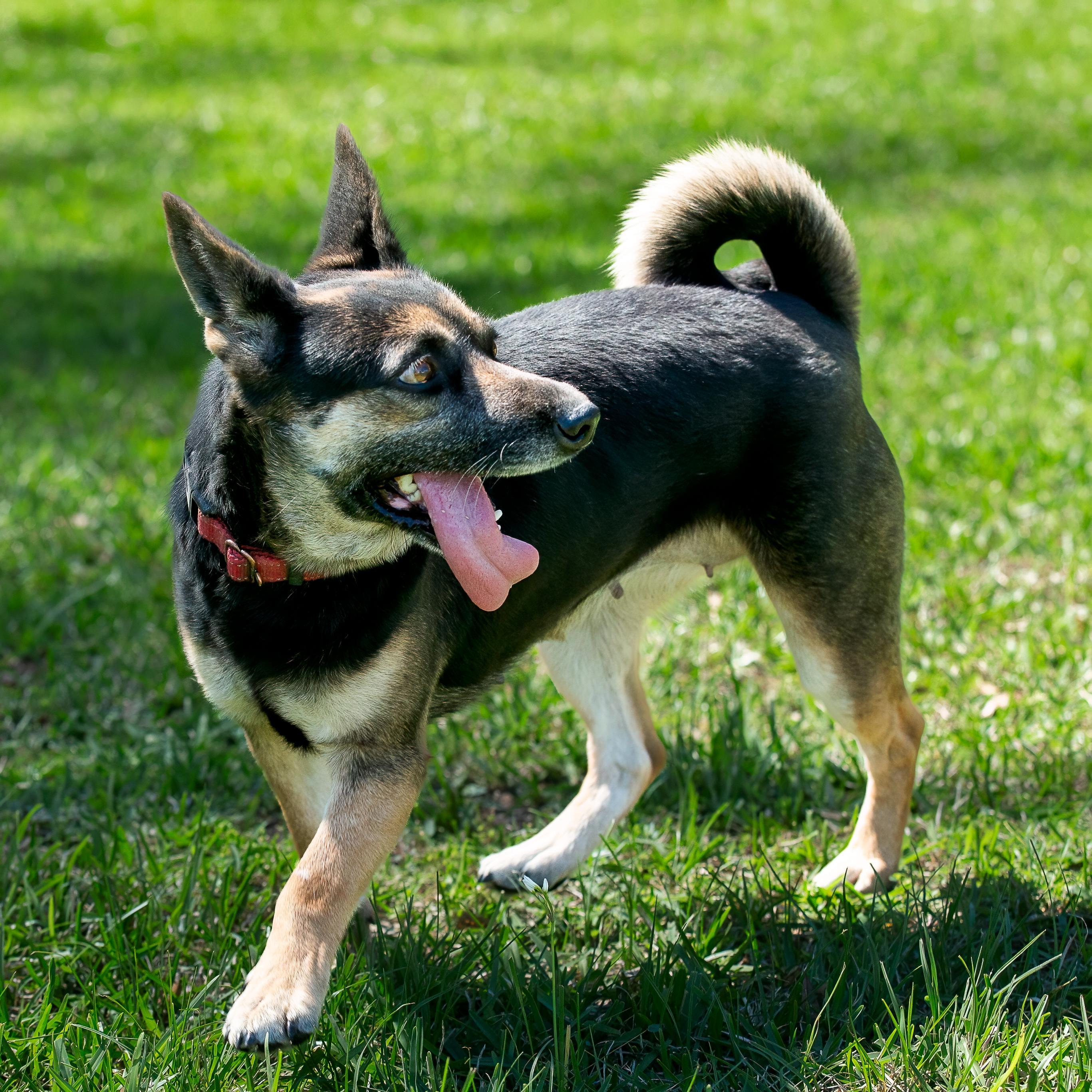 Enlarge Manya, a Adoptable mixed breed in Seattle, WA image 2/6