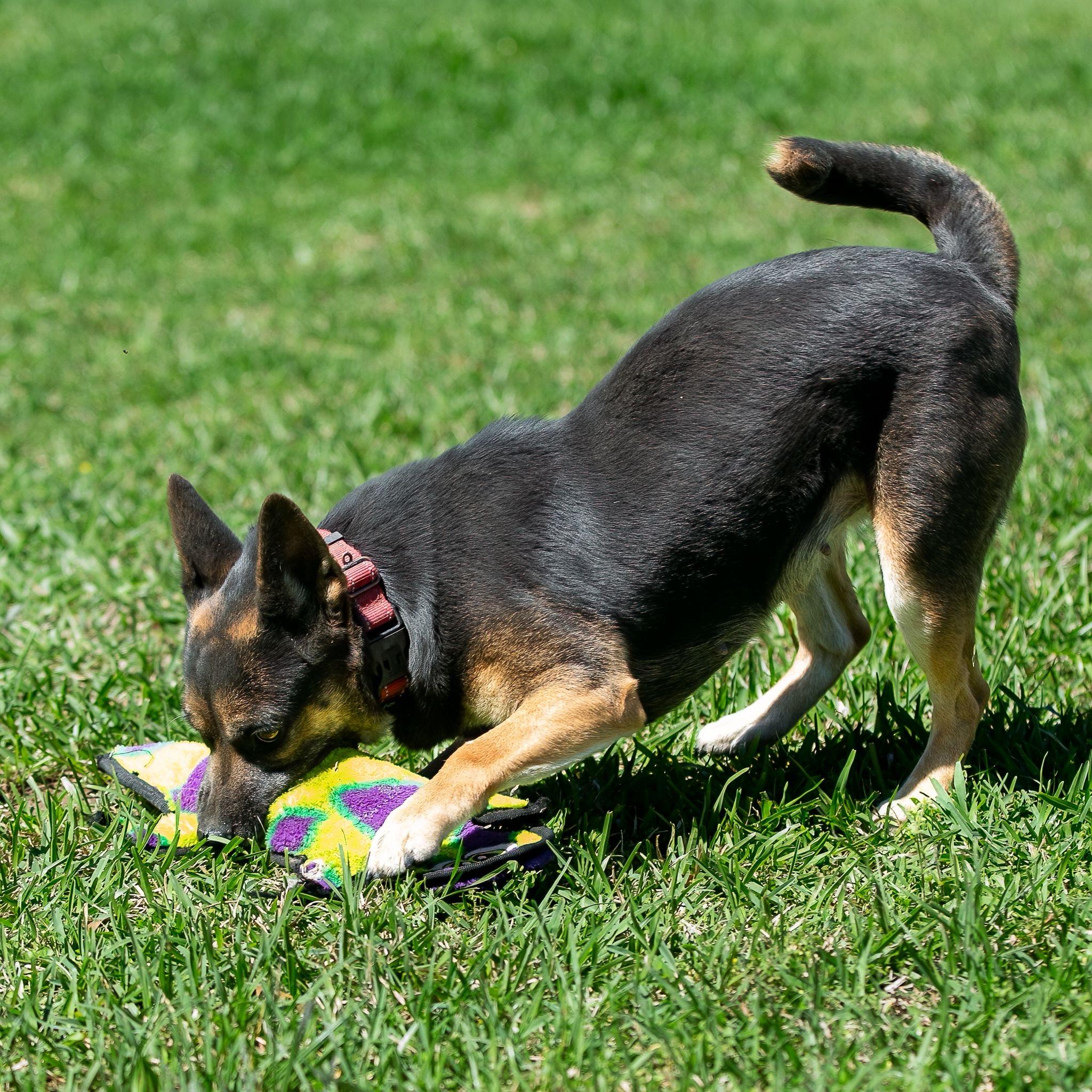 Enlarge Manya, a Adoptable mixed breed in Seattle, WA image 5/6