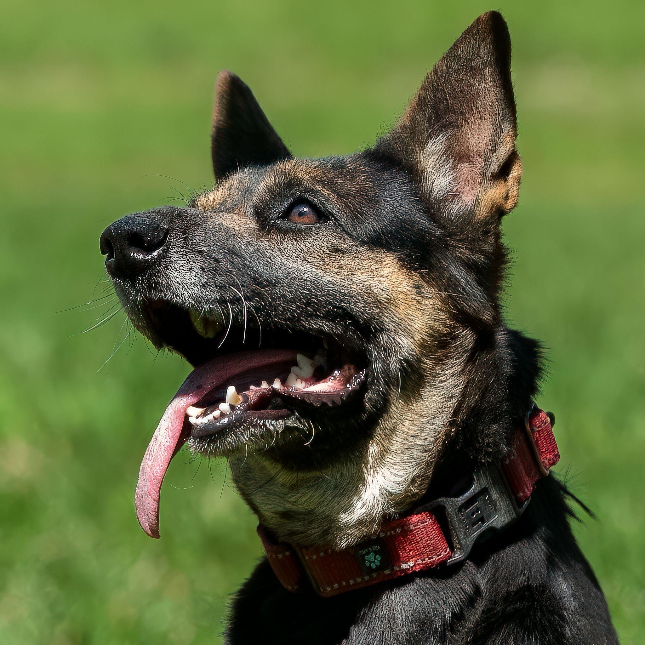 Enlarge Manya, a Adoptable mixed breed in Seattle, WA image 4/6