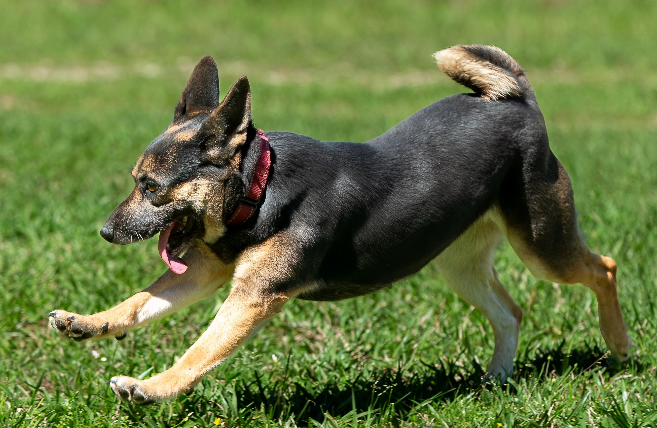Enlarge Manya, a Adoptable mixed breed in Seattle, WA image 3/6