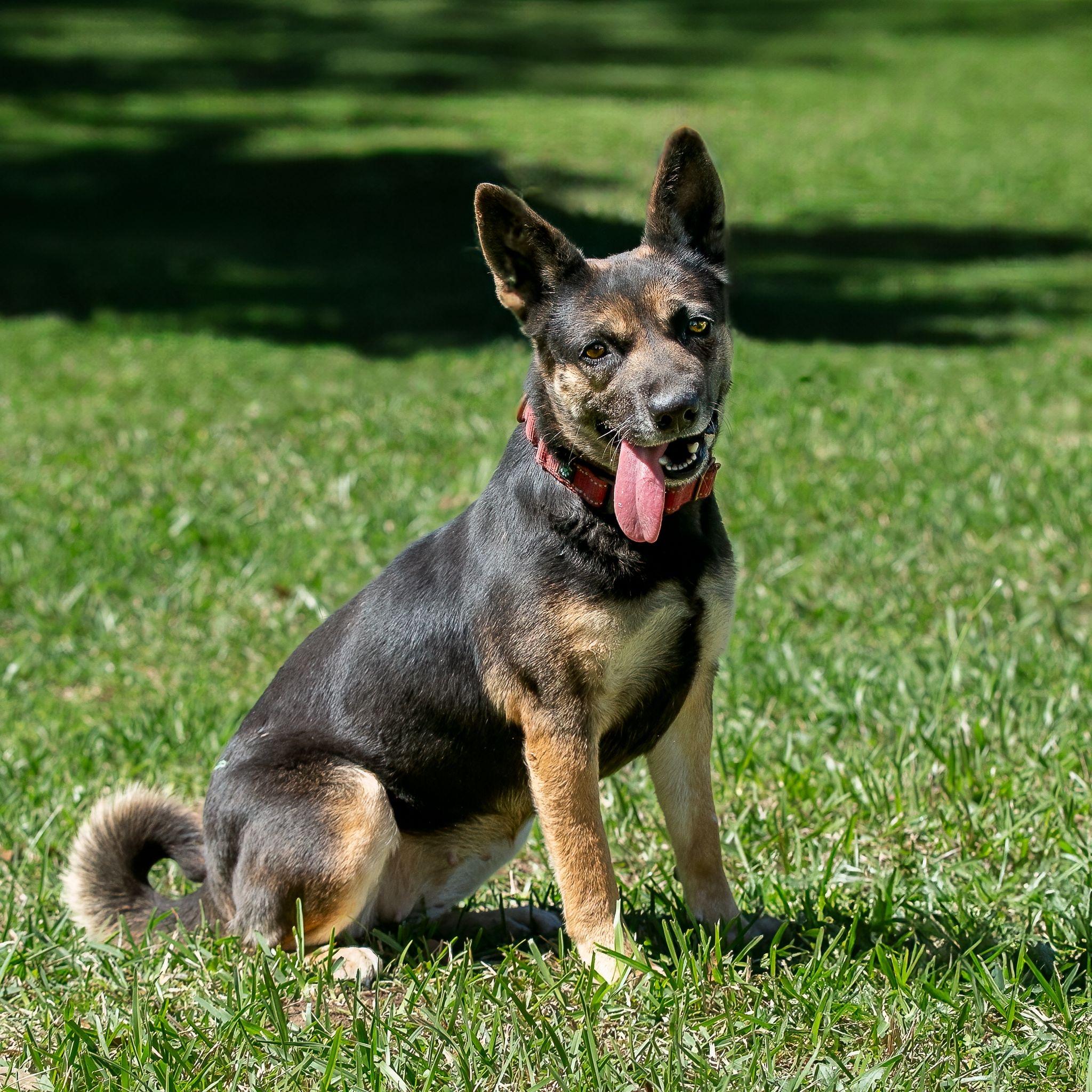 Manya, Adoptable, Adult Female Shiba Inu & German Shepherd Dog.