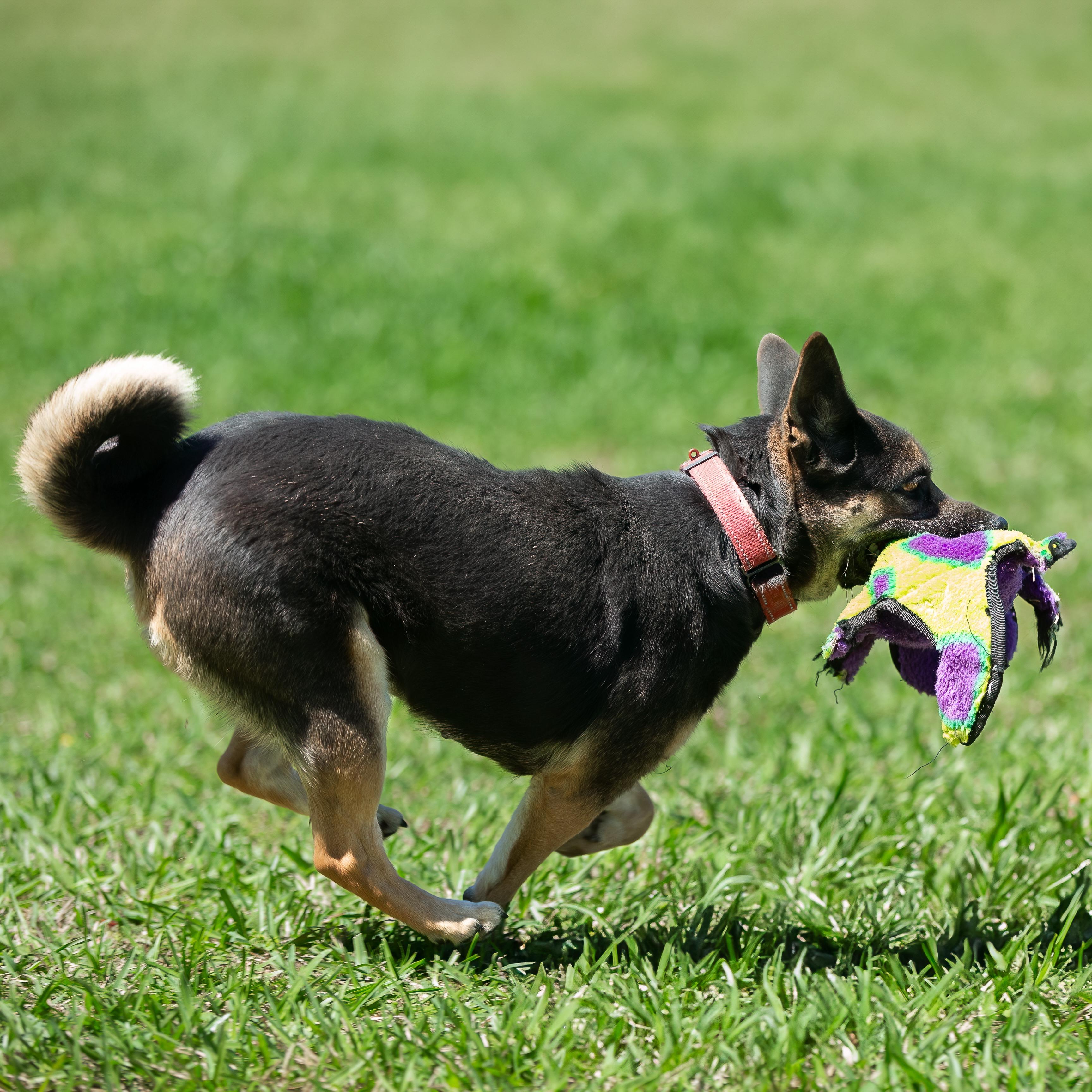 Enlarge Manya, a Adoptable mixed breed in Seattle, WA image 6/6
