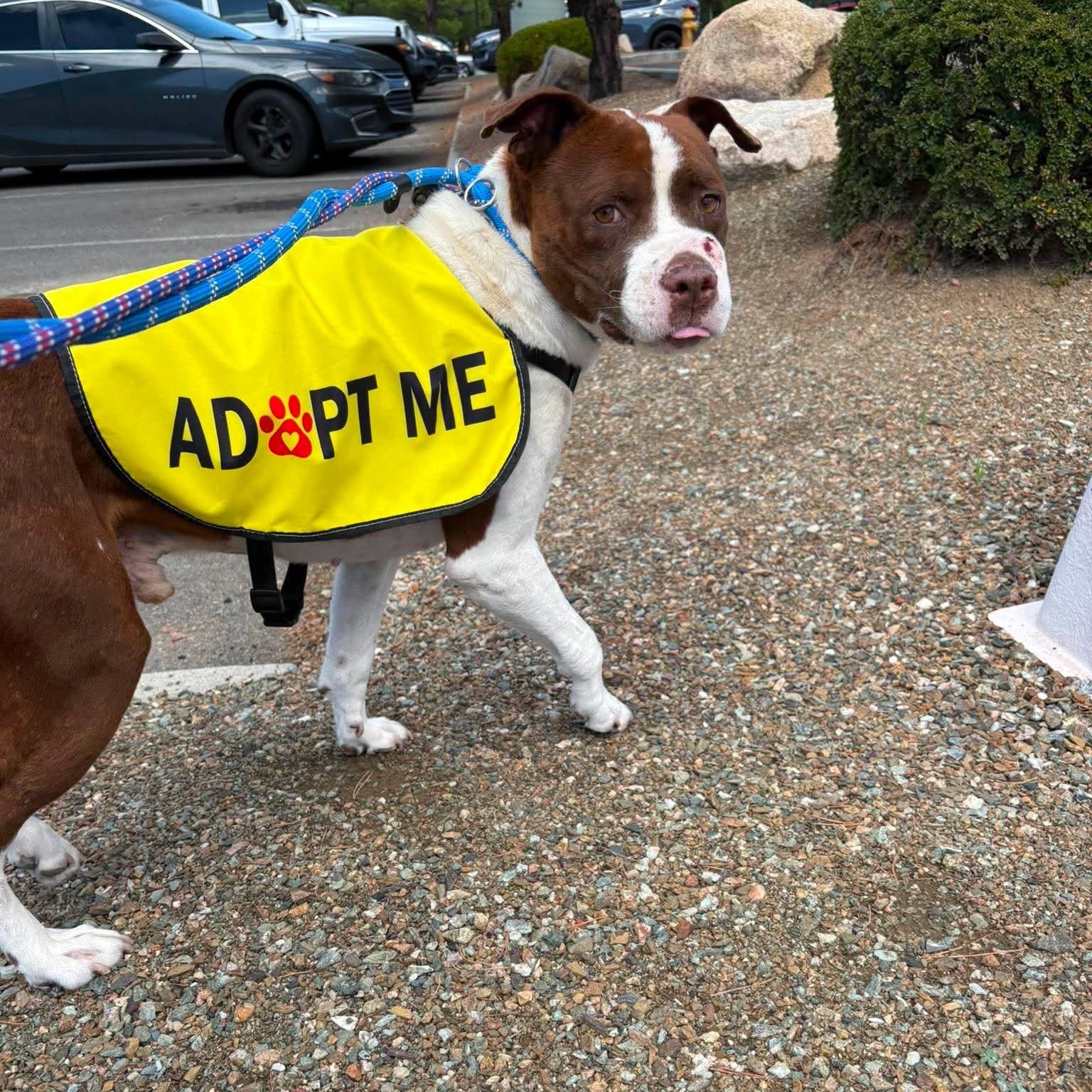 Enlarge Chants, a Adoptable Mixed Breed in Chino valley, AZ image 3/5