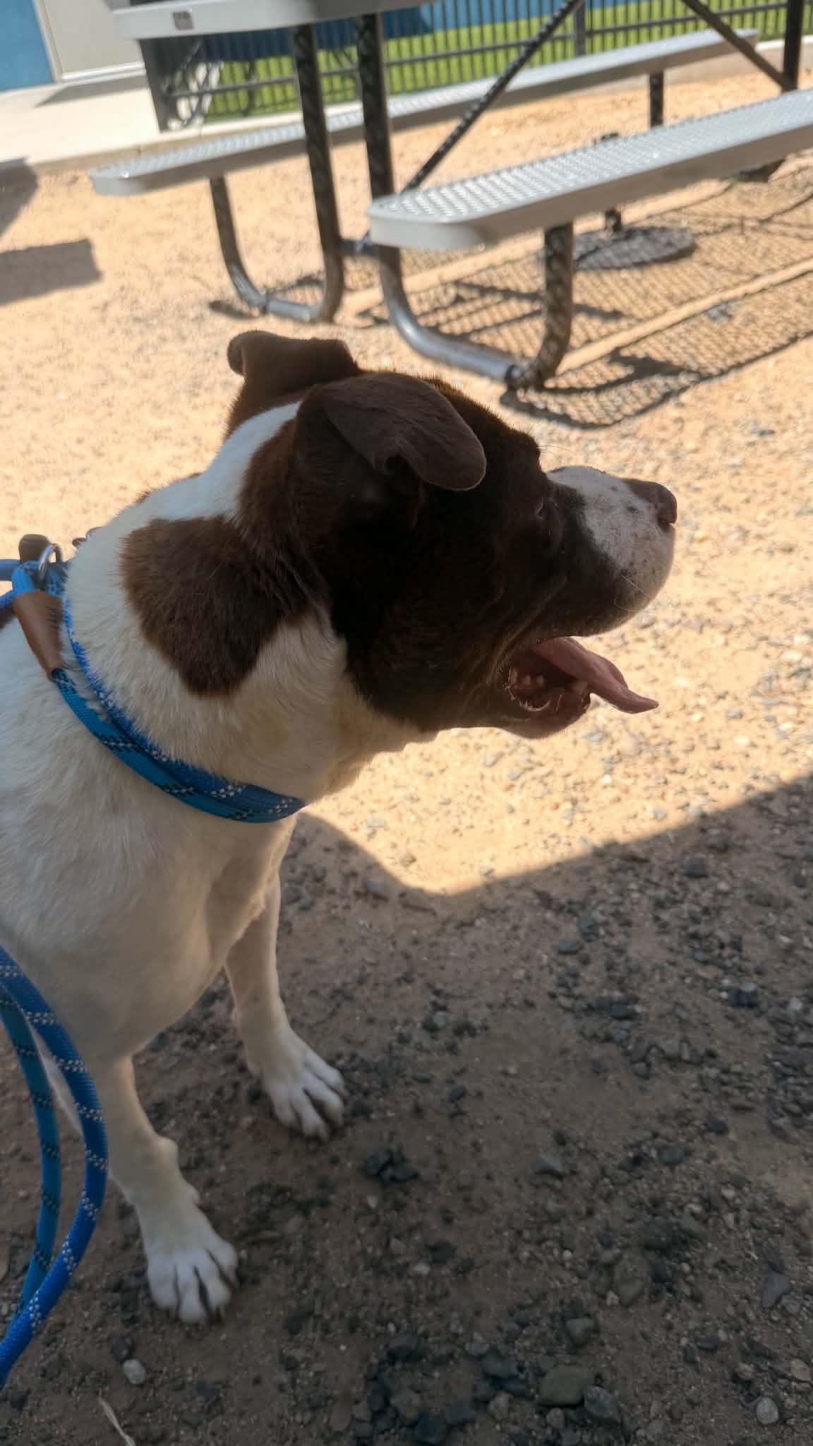 Enlarge Chants, a Adoptable Mixed Breed in Chino valley, AZ image 4/5