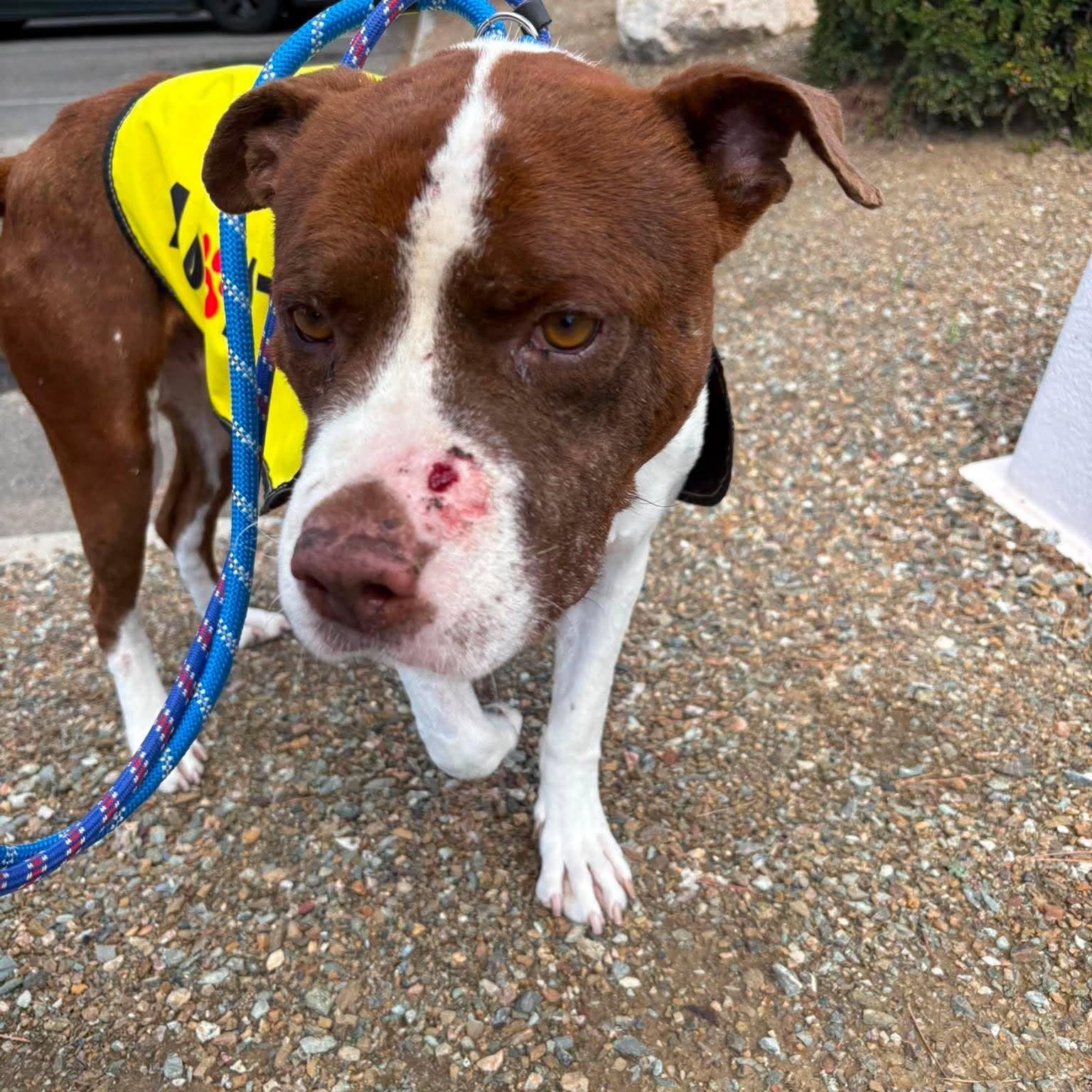 Enlarge Chants, a Adoptable Mixed Breed in Chino valley, AZ image 2/5