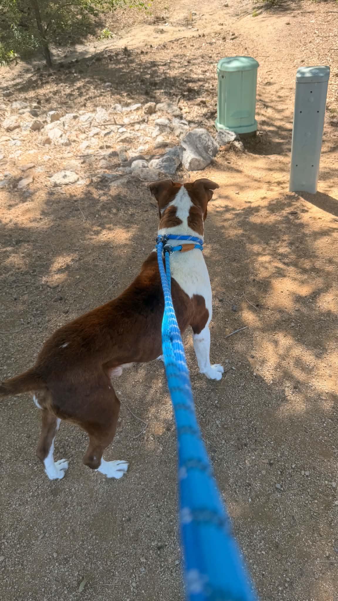 Enlarge Chants, a Adoptable Mixed Breed in Chino valley, AZ image 5/5