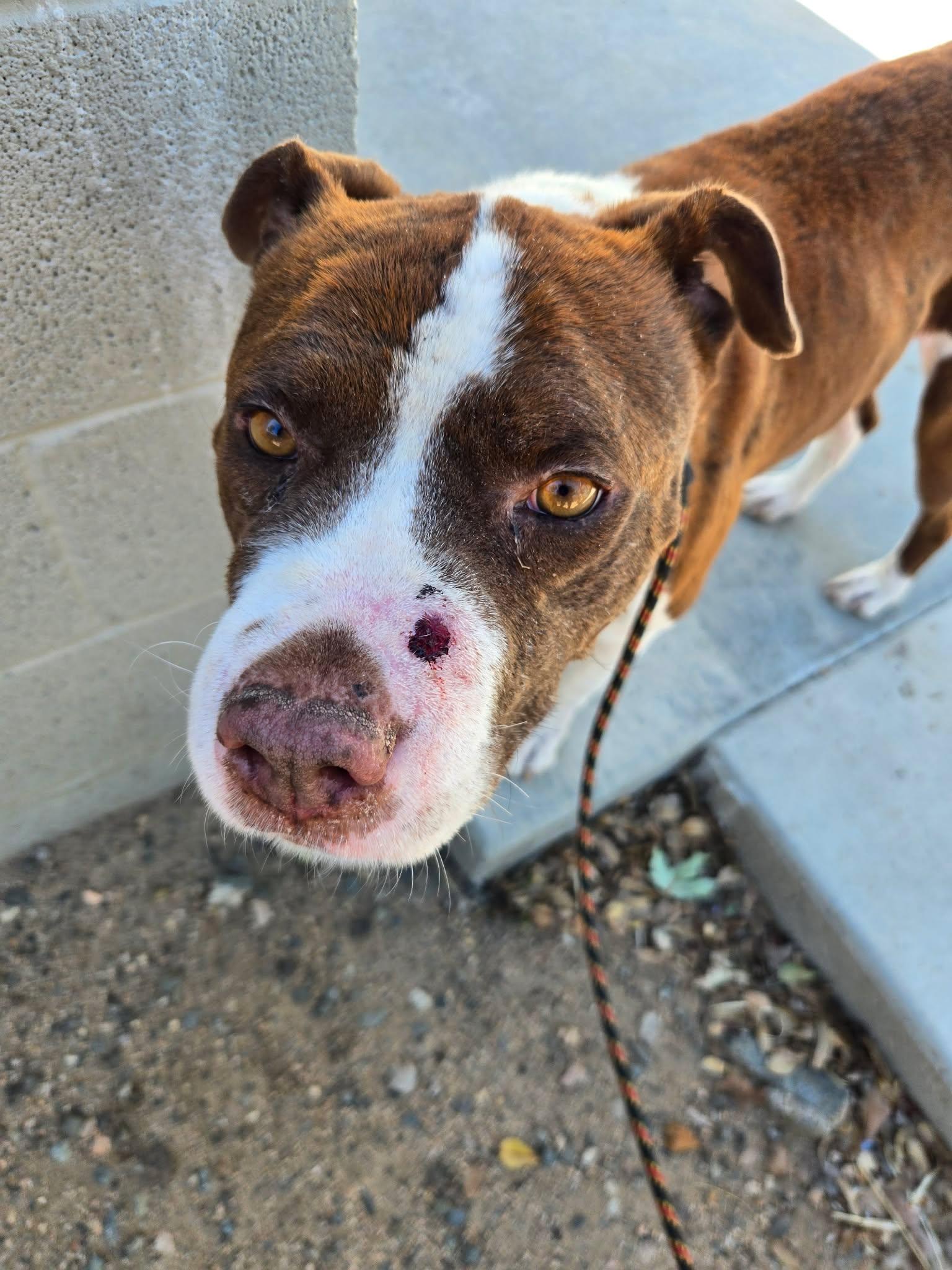 Enlarge Chants, a Adoptable Mixed Breed in Chino valley, AZ image 1/5