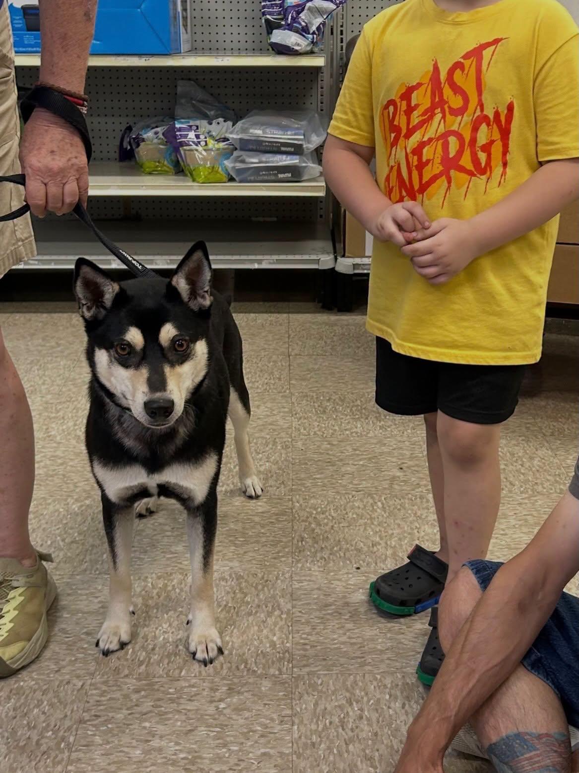 Onna, a ADOPTABLE Shiba Inu in Tulsa, OK image 2/2