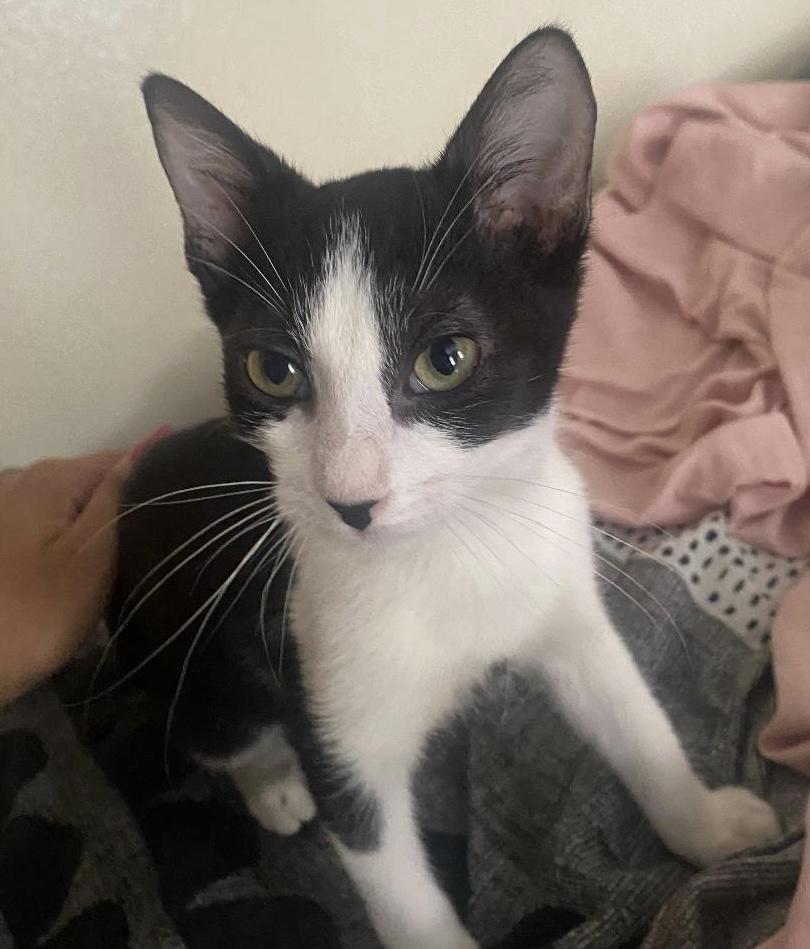 Clifton, Adoptable, Young Male Domestic Short Hair.