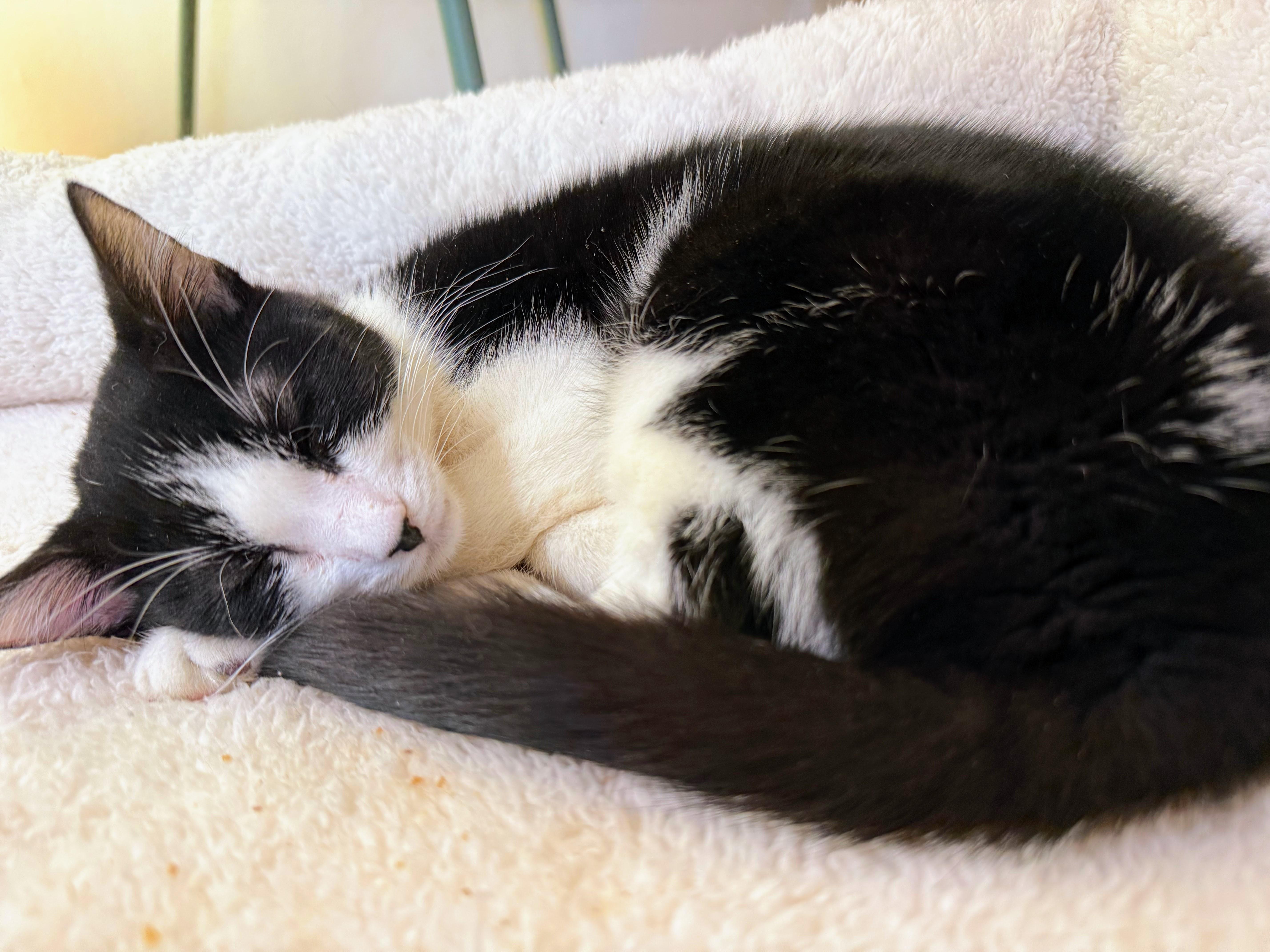 Clifton, Adoptable, Young Male Domestic Short Hair.