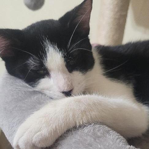 Clifton, a Adoptable Domestic Short Hair in Brooklyn, NY image 3/3