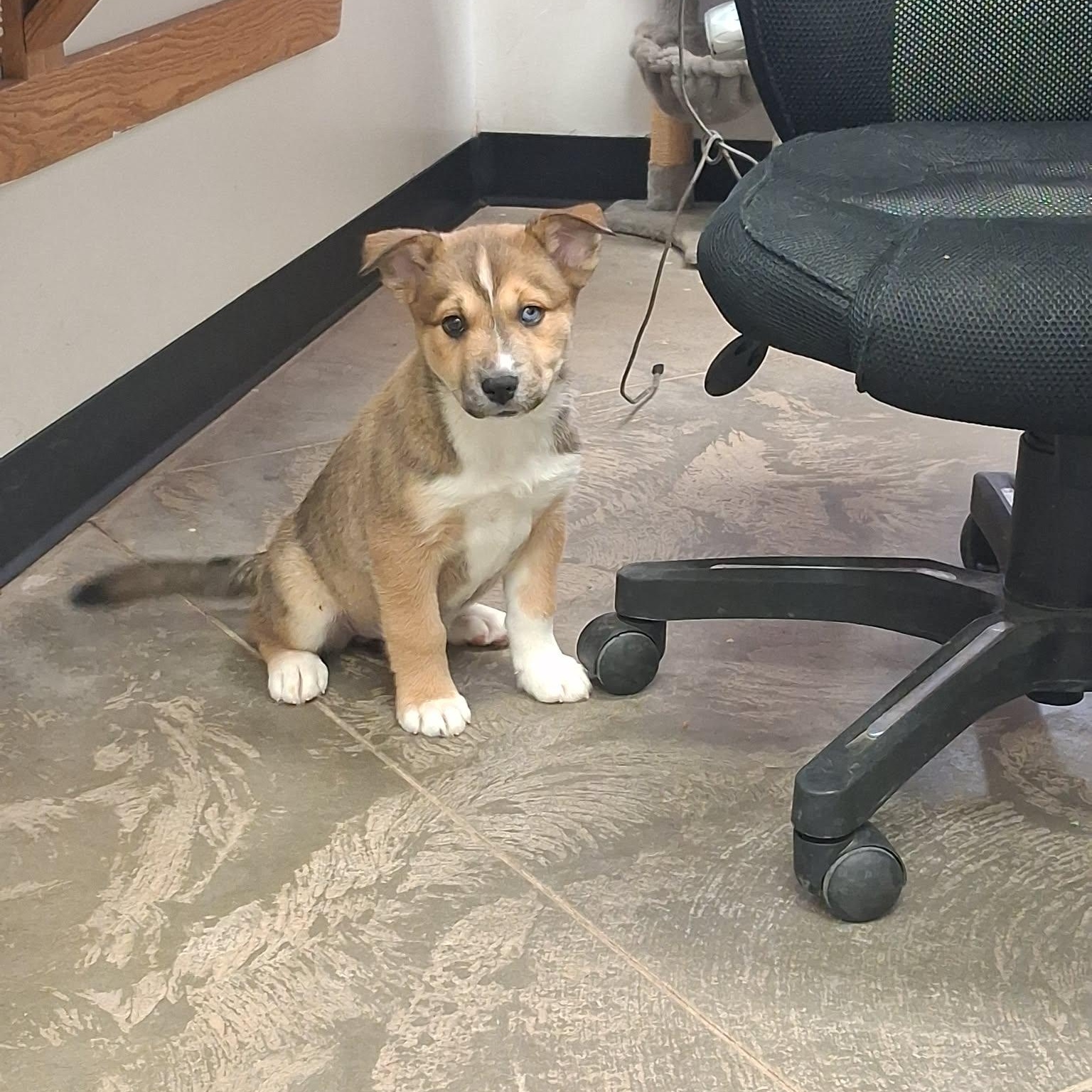 Enlarge Daphne, an adopted mixed breed in Roosevelt, UT image 2/2