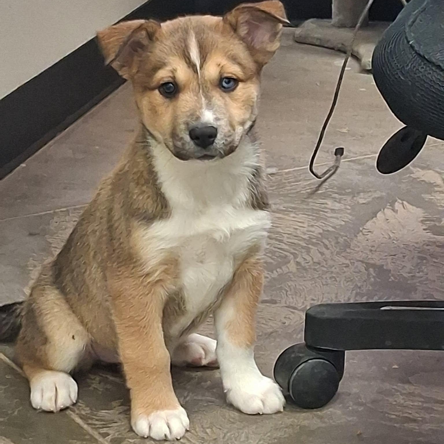 Daphne, adopted, Young Female Husky & German Shepherd Dog.