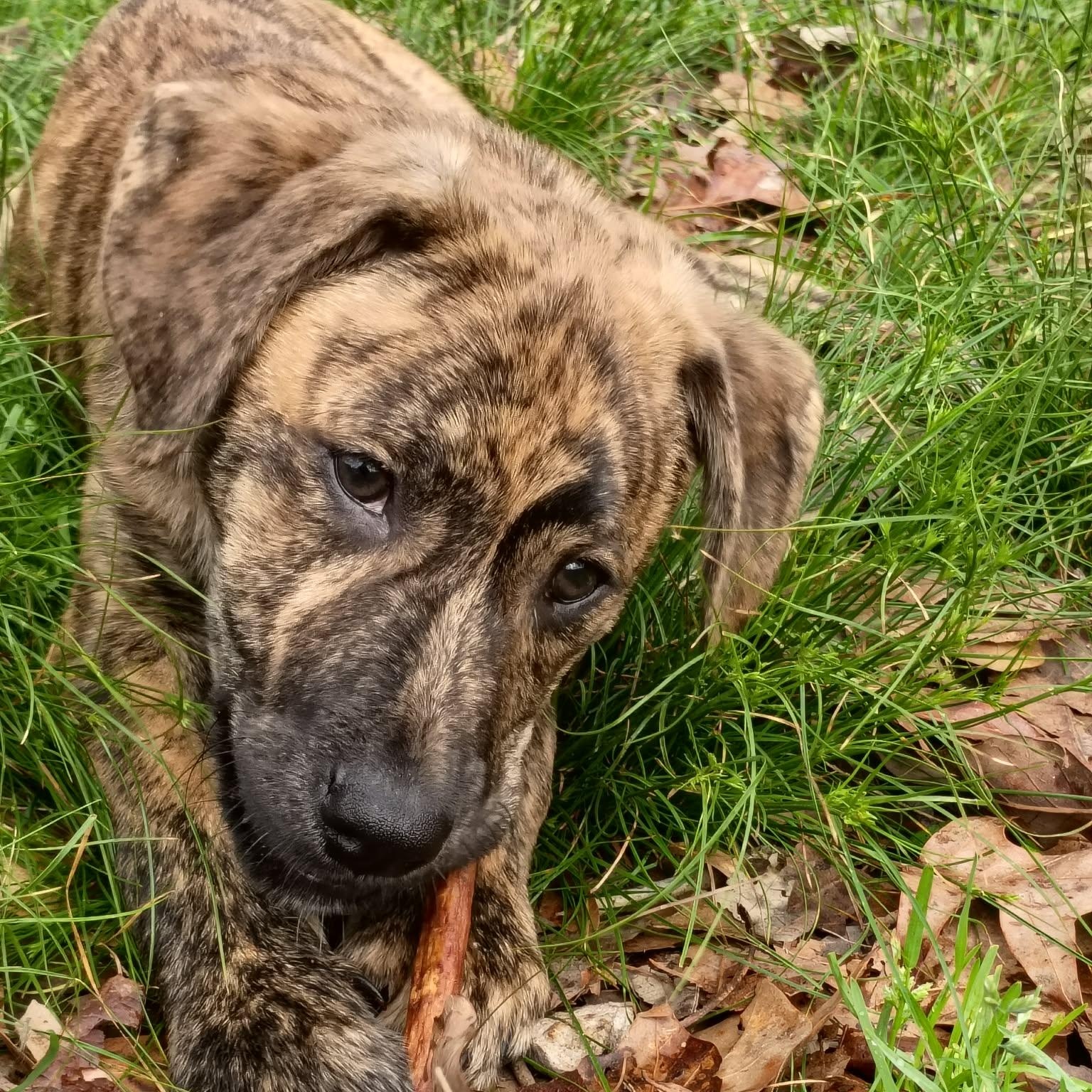 Simba, adopted, Puppy Male Plott Hound.