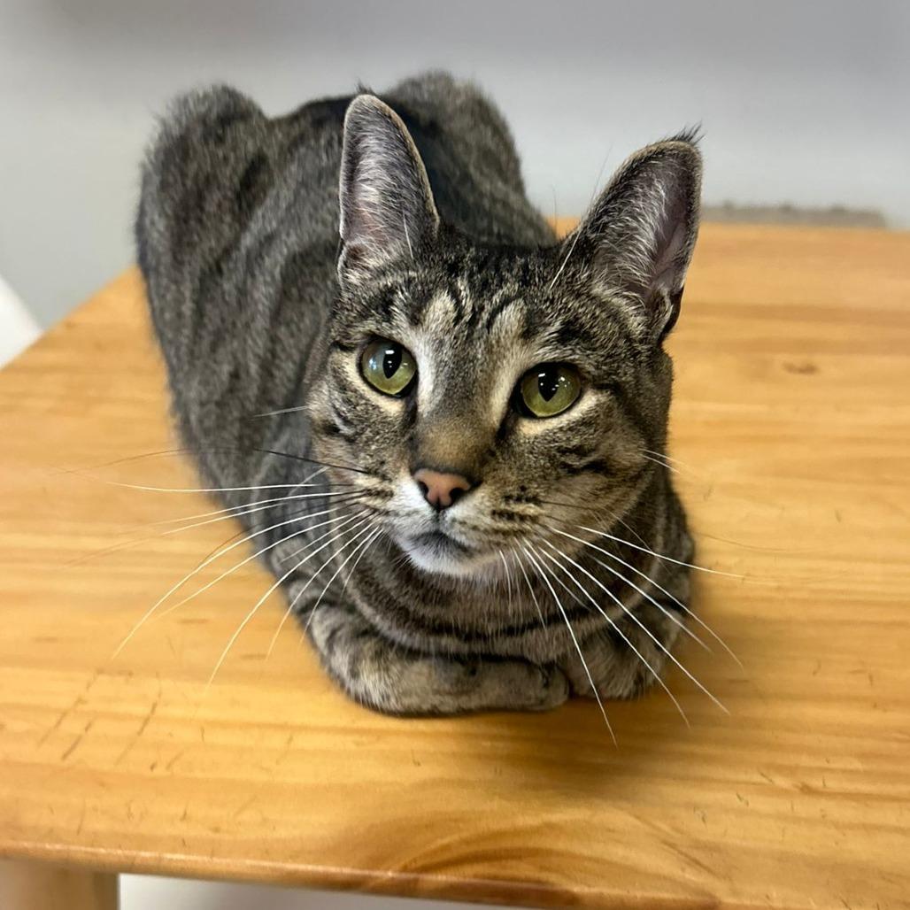 Renna, Adoptable, Adult Female Domestic Short Hair.