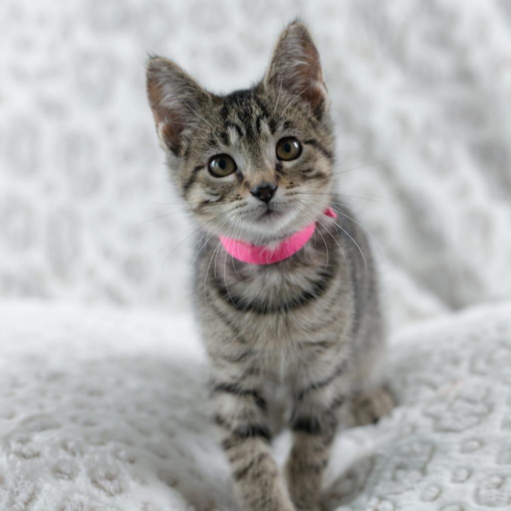 Enlarge Renna, a Adoptable Domestic Short Hair in Ponte Vedra, FL image 2/6