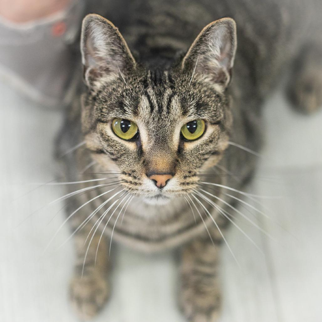 Enlarge Renna, a Adoptable Domestic Short Hair in Ponte Vedra, FL image 4/6