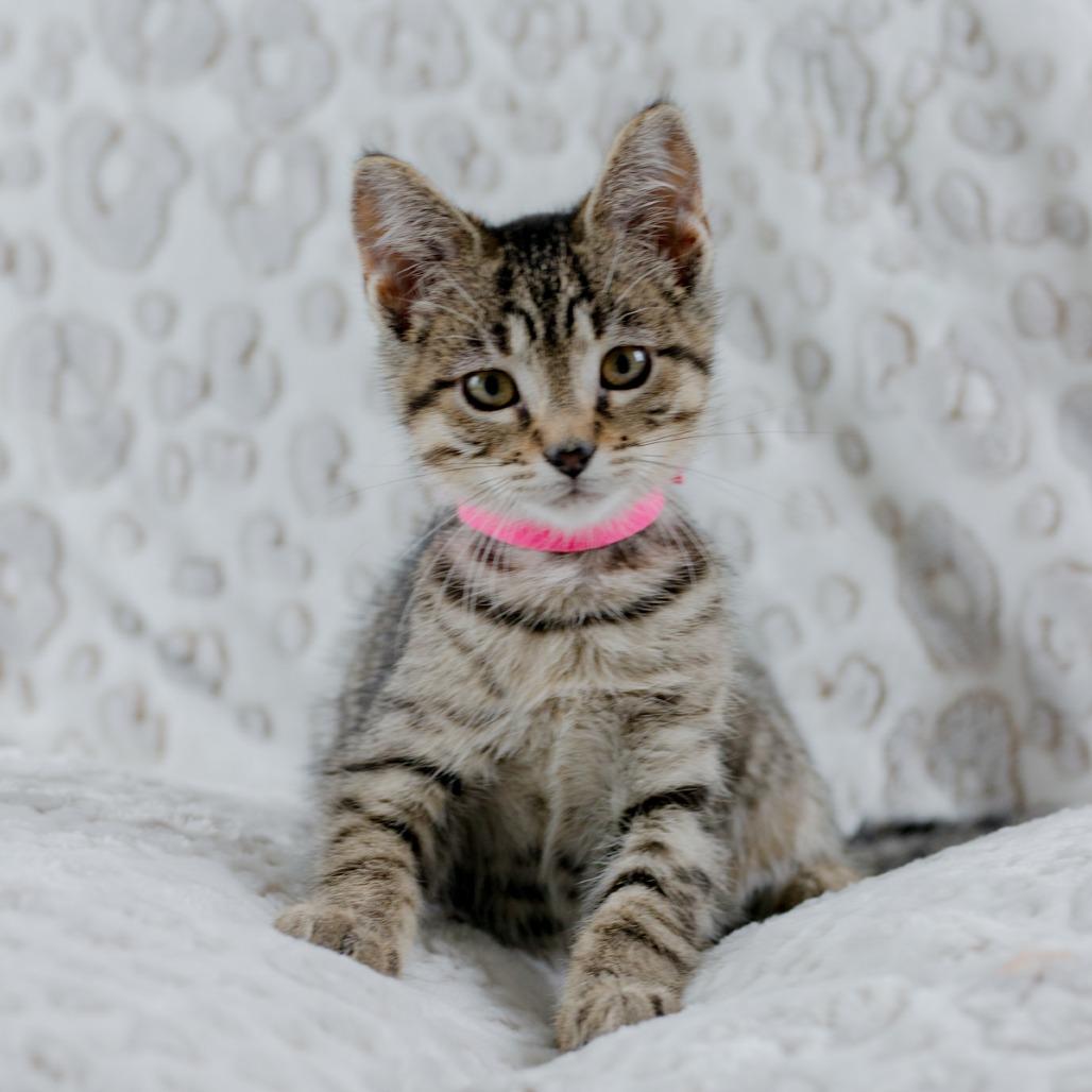 Enlarge Renna, a Adoptable Domestic Short Hair in Ponte Vedra, FL image 3/6