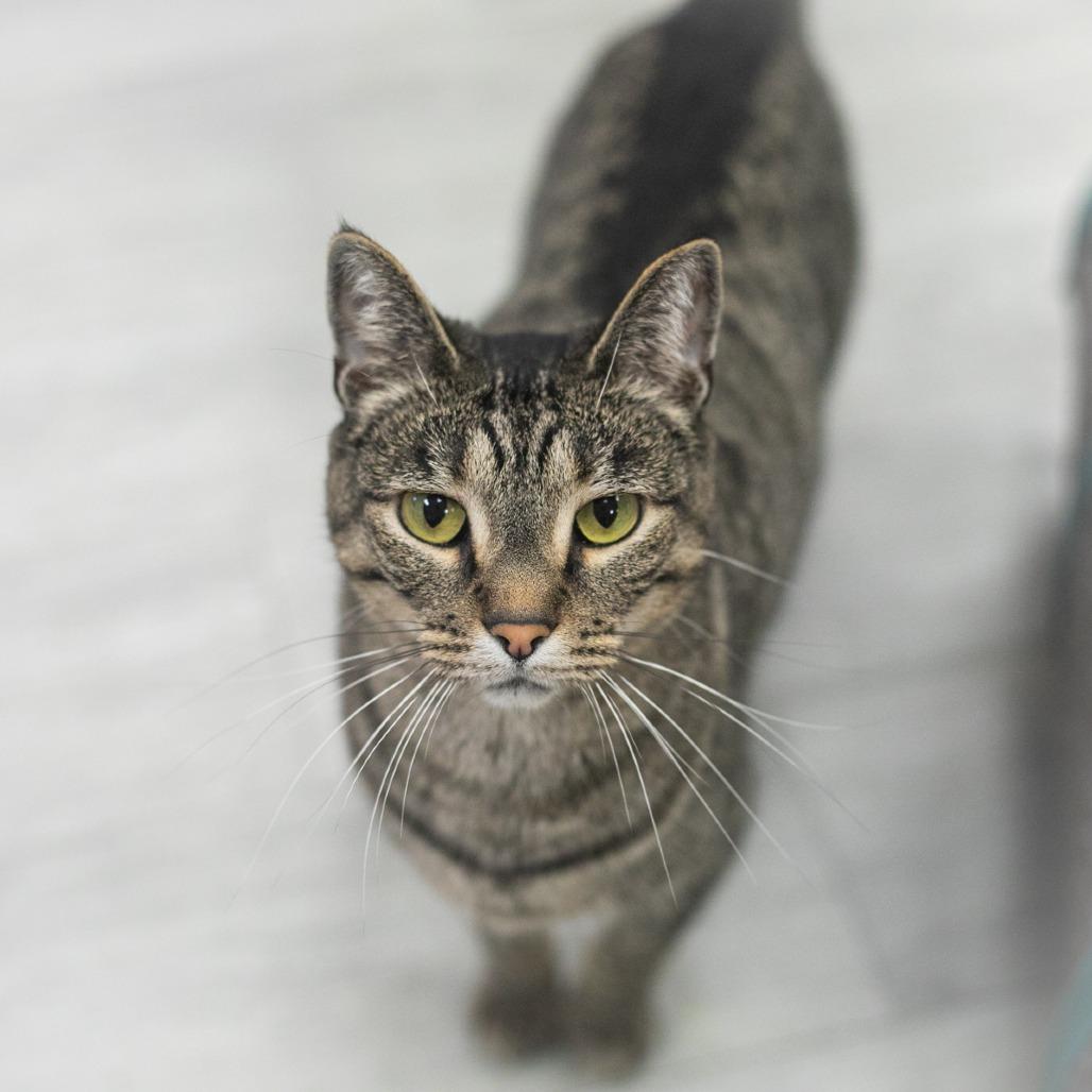 Renna, Adoptable, Adult Female Domestic Short Hair.