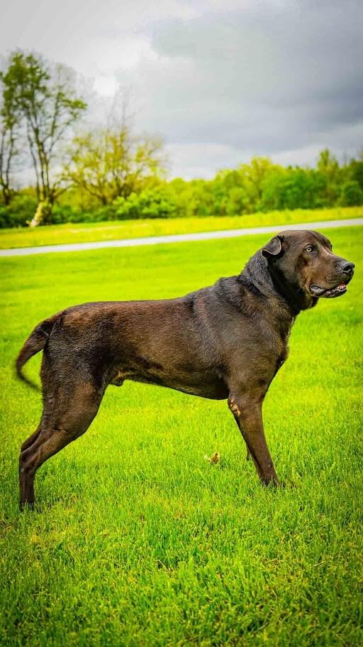 Loui, Adoptable, Adult Male Labrador Retriever.