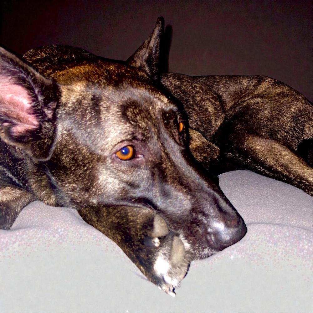 Enlarge Kota, a Adoptable mixed breed in Bellingham, WA image 1/1