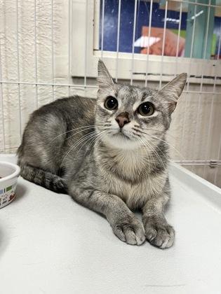 Aunt Cheryl 52337, ADOPTABLE, Adult Female Domestic Short Hair.