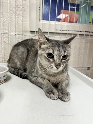 Aunt Cheryl 52337, a ADOPTABLE Domestic Short Hair in Oklahoma City, OK image 2/2