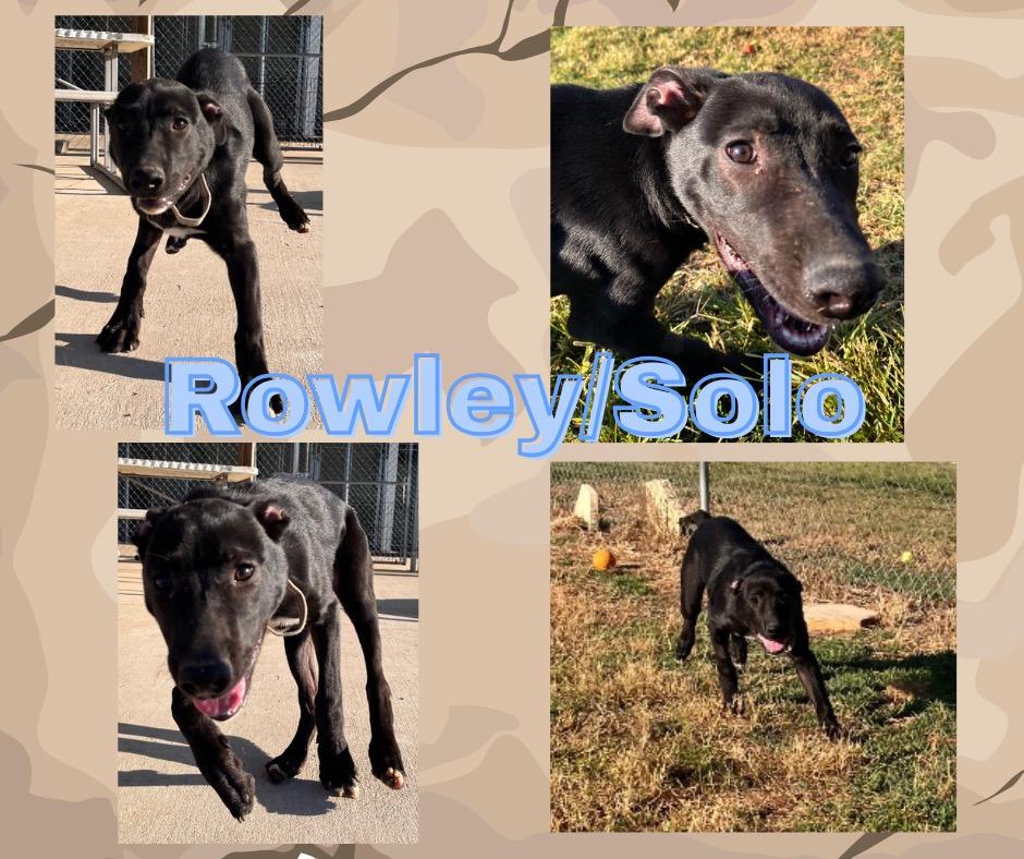Rowley/Solo, Adoptable, Young Male Shepherd.