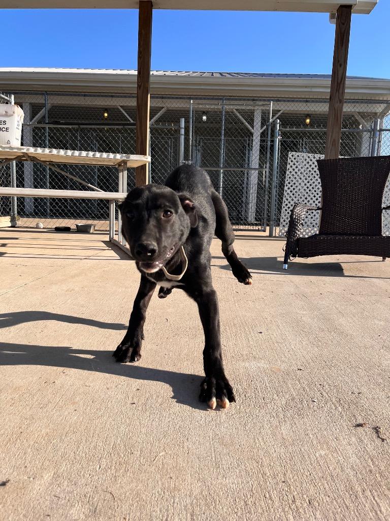 Rowley/Solo, a Adoptable mixed breed in Hopkinsville, KY image 2/5