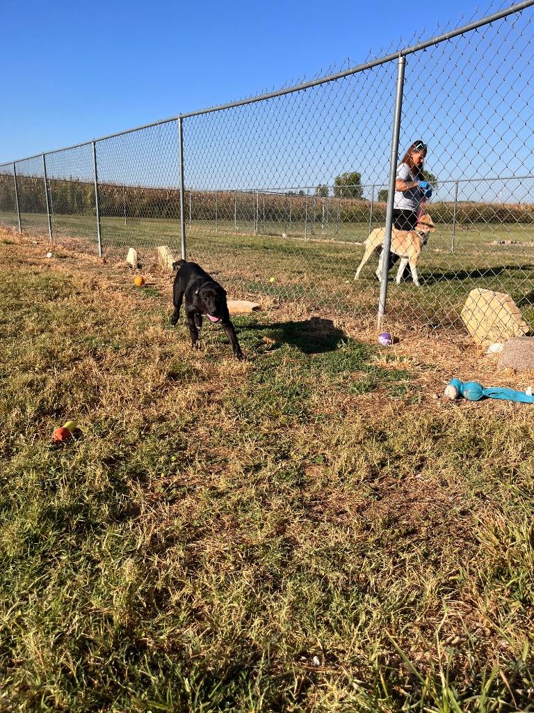 Rowley/Solo, a Adoptable mixed breed in Hopkinsville, KY image 3/5