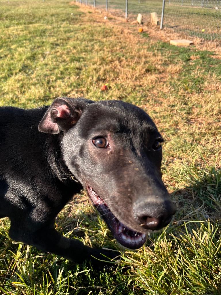 Rowley/Solo, a Adoptable mixed breed in Hopkinsville, KY image 4/5