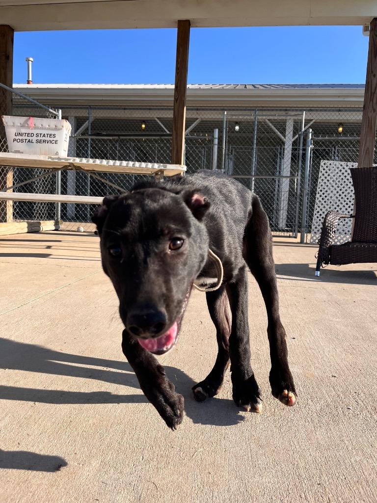 Rowley/Solo, a Adoptable mixed breed in Hopkinsville, KY image 5/5