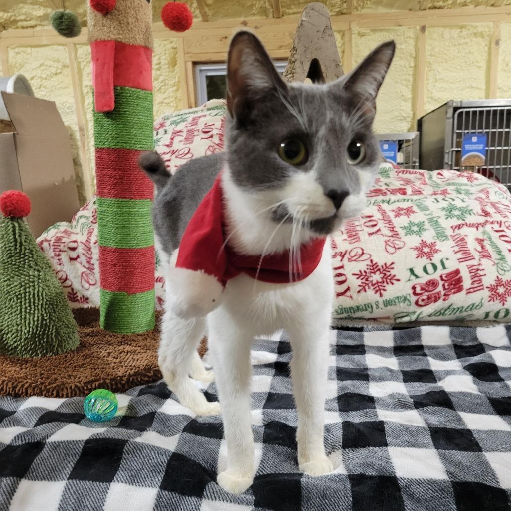 Leo, Adoptable, Adult Male Domestic Short Hair.